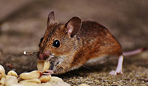 24 Hour & Emergency Exterminators in Grand Rapids, WI